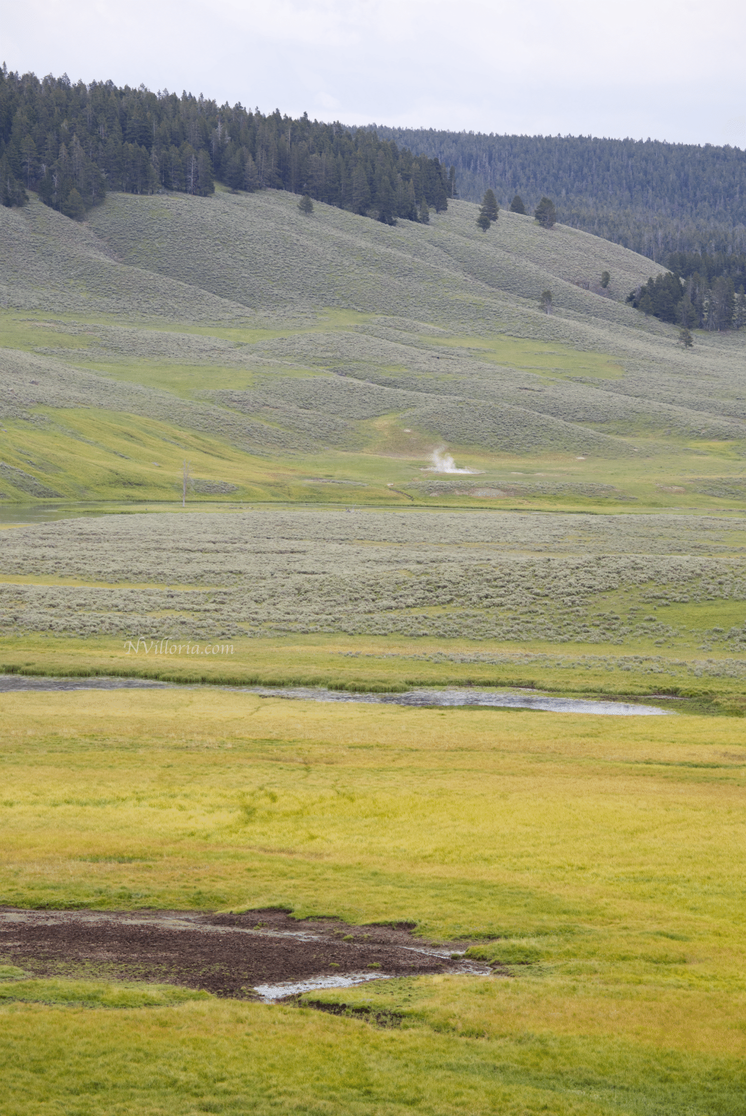 bison in a field in Yellowstone National Park - via NVilloria.com