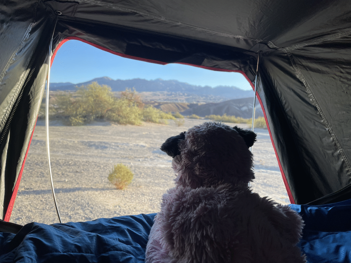 a stuffed animal raccoon looking out of the iKamper - via NVilloria.com