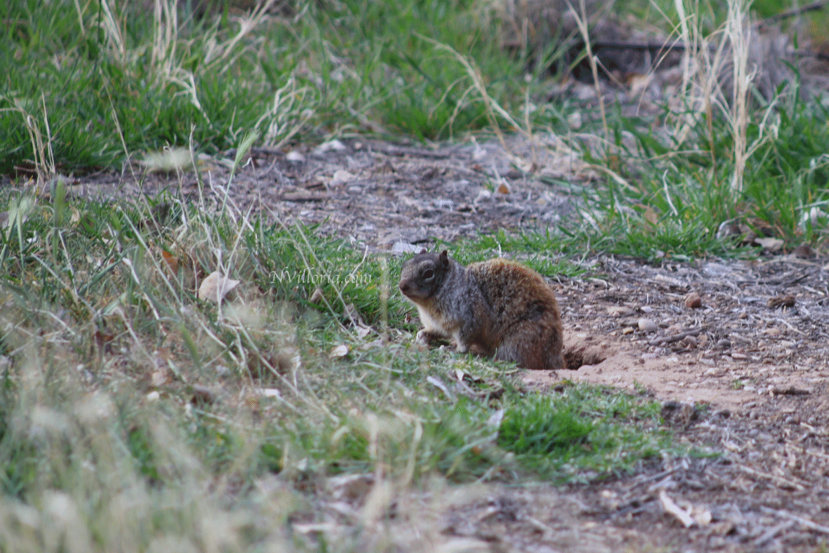 a squirrel at Zion National Park - via NVilloria.com