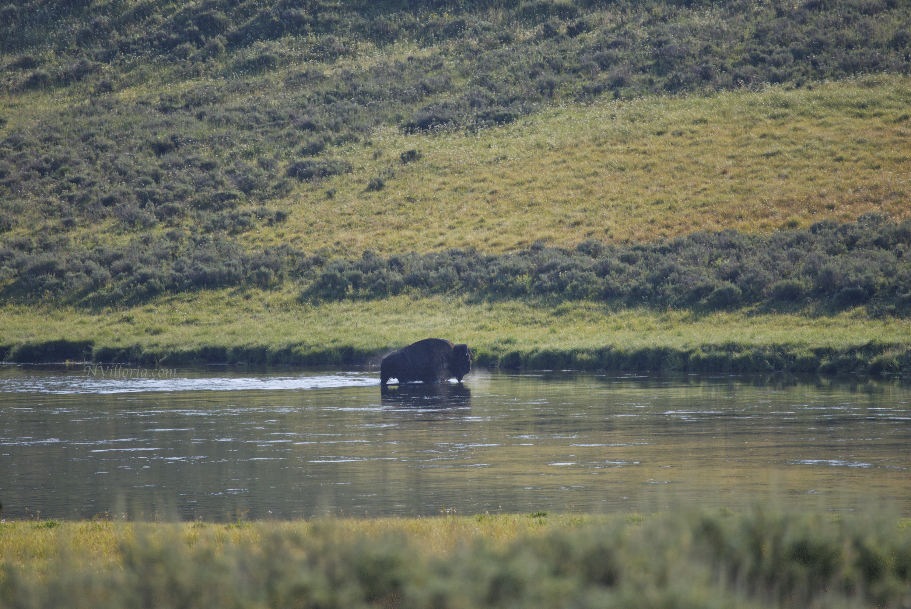 bison crossing a river in Yellowstone National Park - via NVilloria.com