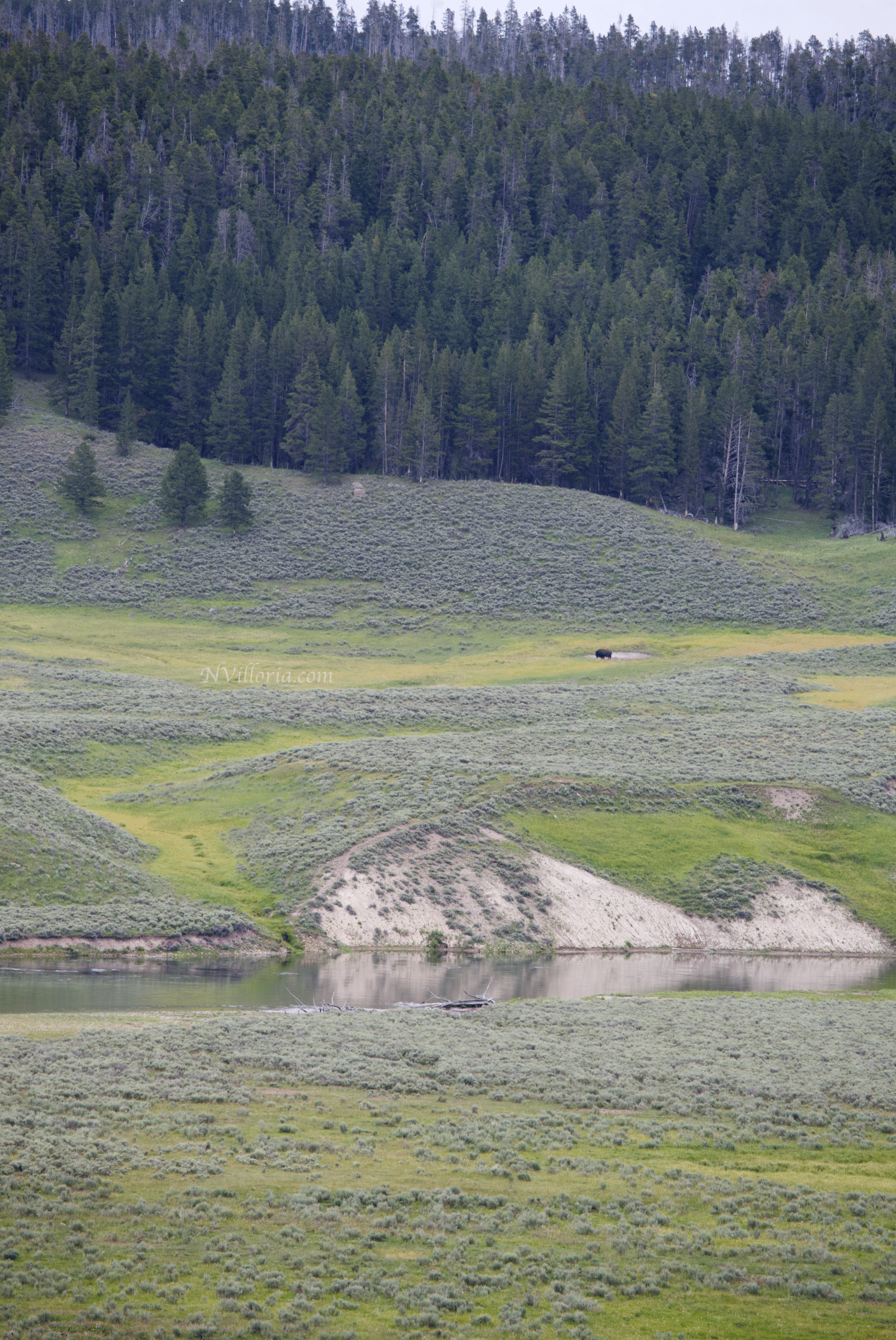 bison in a field in Yellowstone National Park - via NVilloria.com