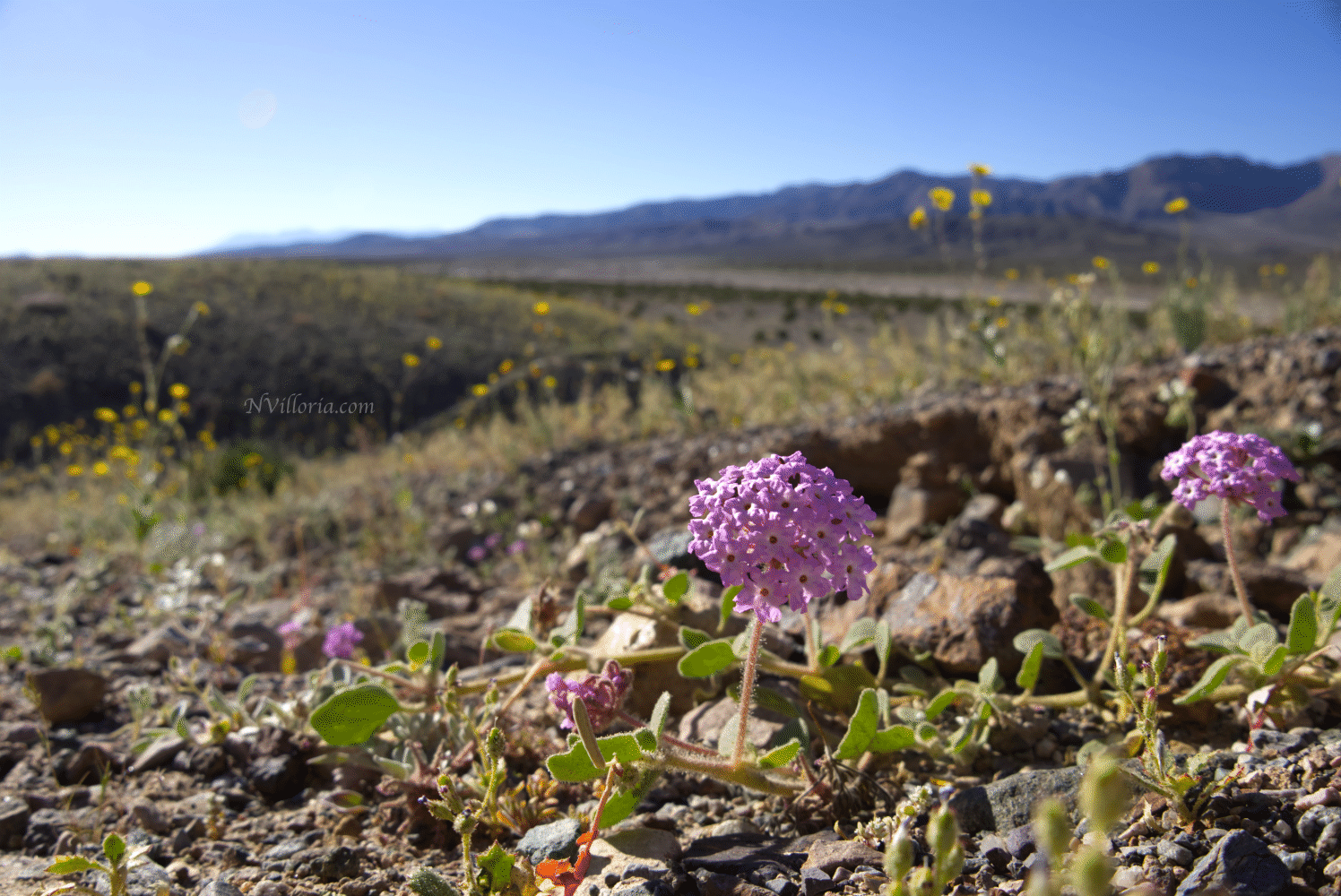 Wildflowers during the 2026 Death Valley superbloom - via NVilloria.com