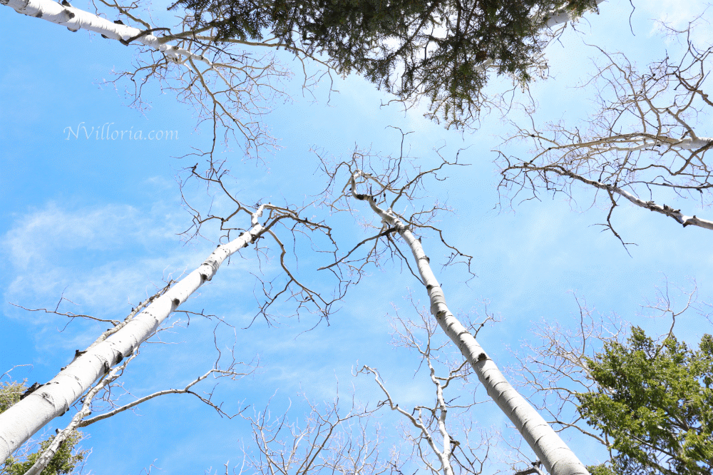 Views from a hiking trail at Great Basin National Park from NVilloria.com