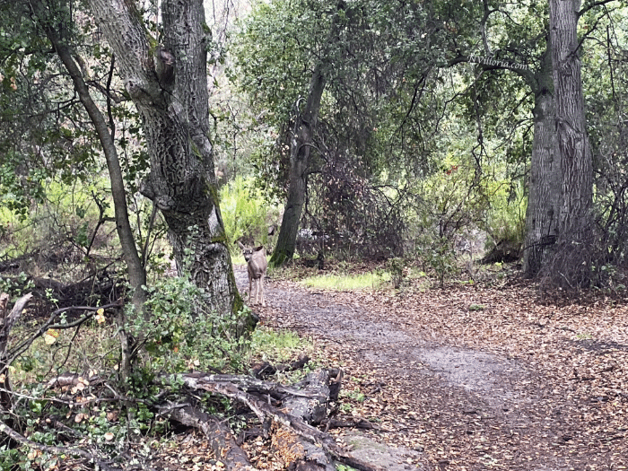 Views hiking at Pinnacles National Park - via NVilloria.com