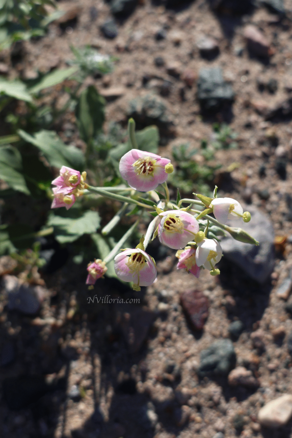 Wildflowers during the 2026 Death Valley superbloom - via NVilloria.com