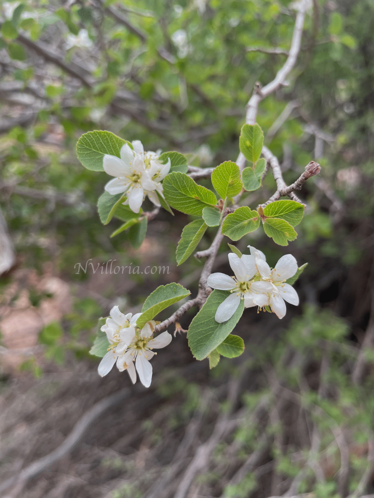 flowers at Zion National Park - via NVilloria.com