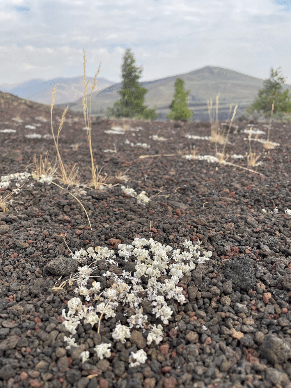 views from North Crater Trail at Craters of the Moon monument - via NVilloria.com