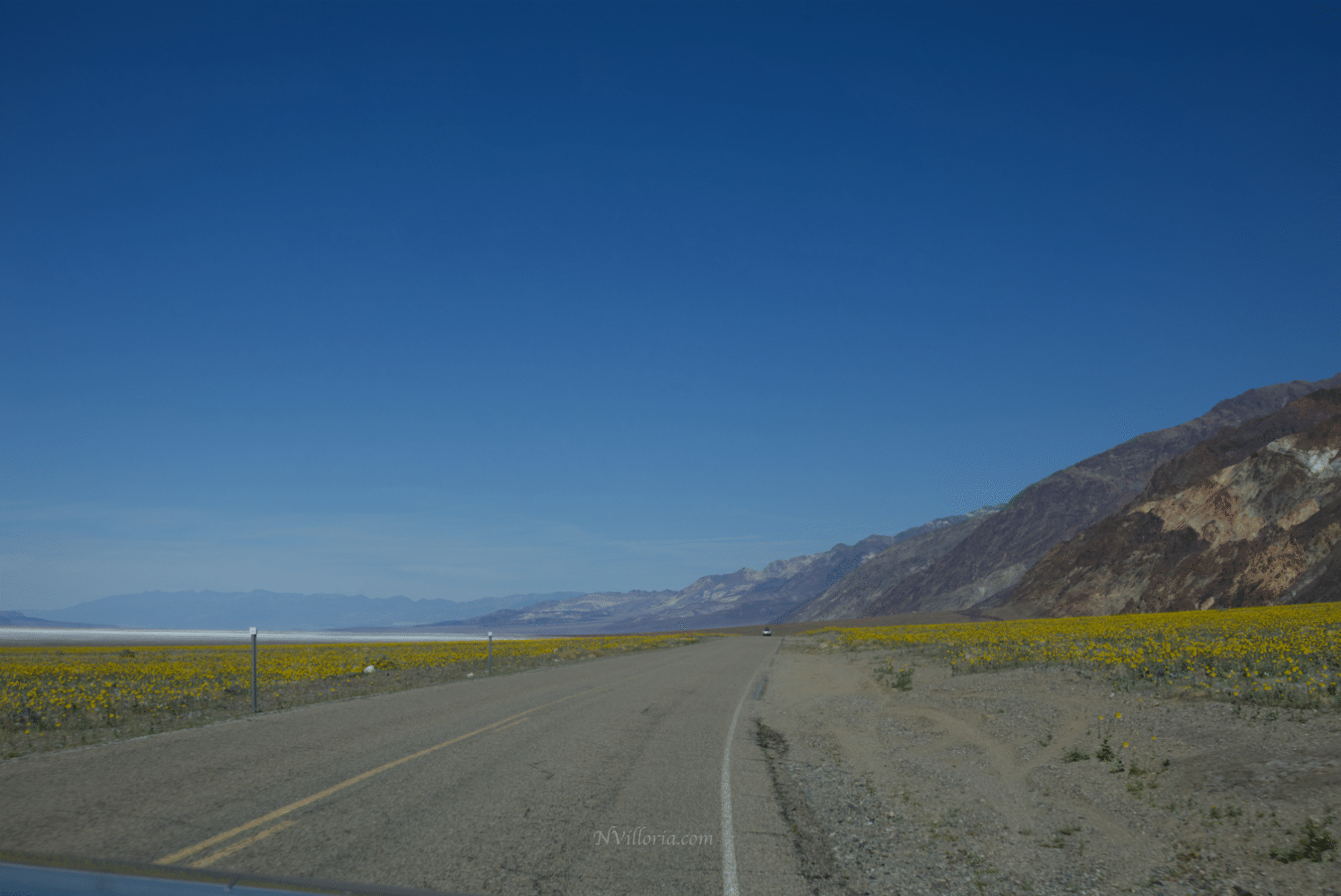 Wildflowers during the 2026 Death Valley superbloom - via NVilloria.com