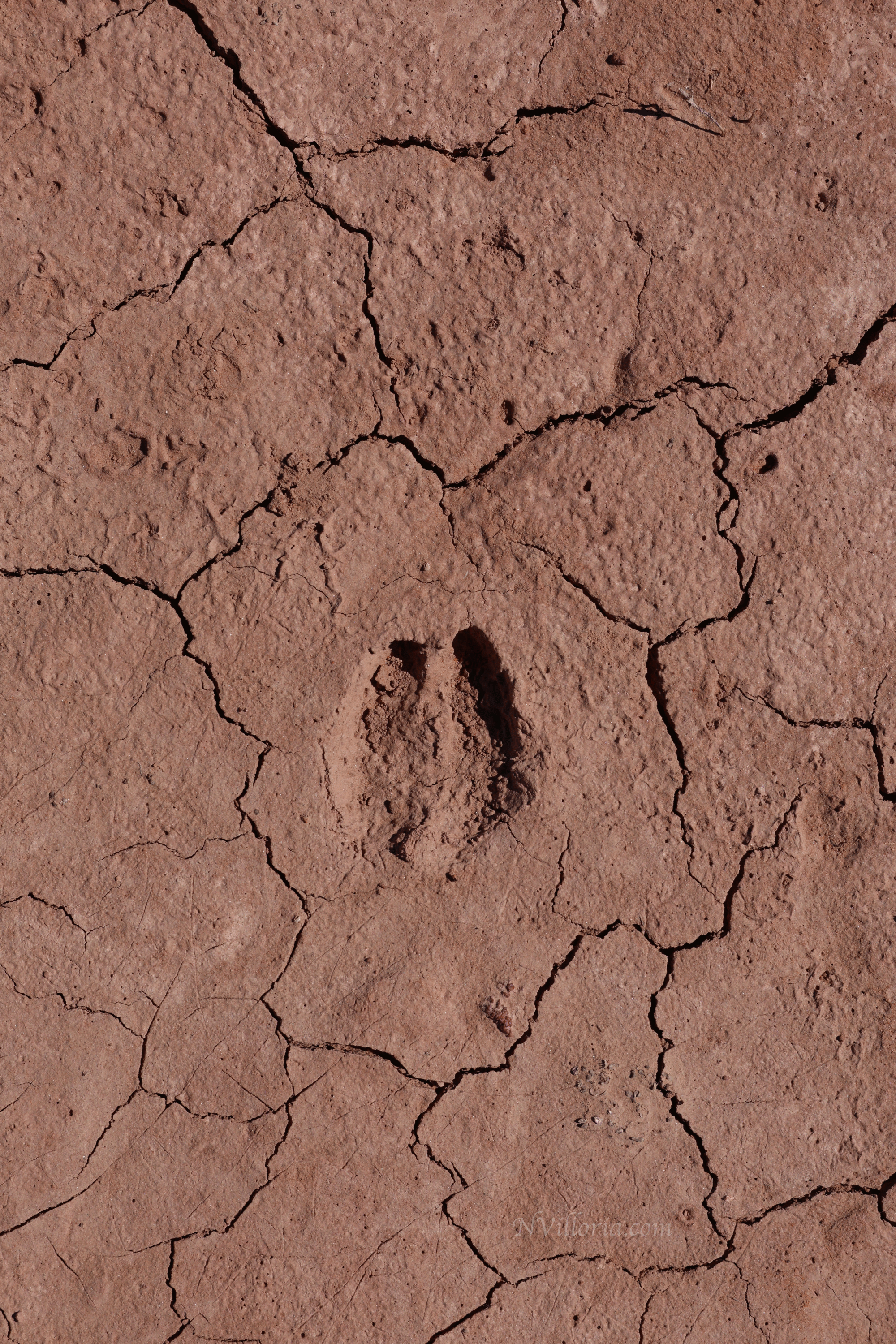 deer print in dried mud at Canyonlands National Park - via NVilloria.com