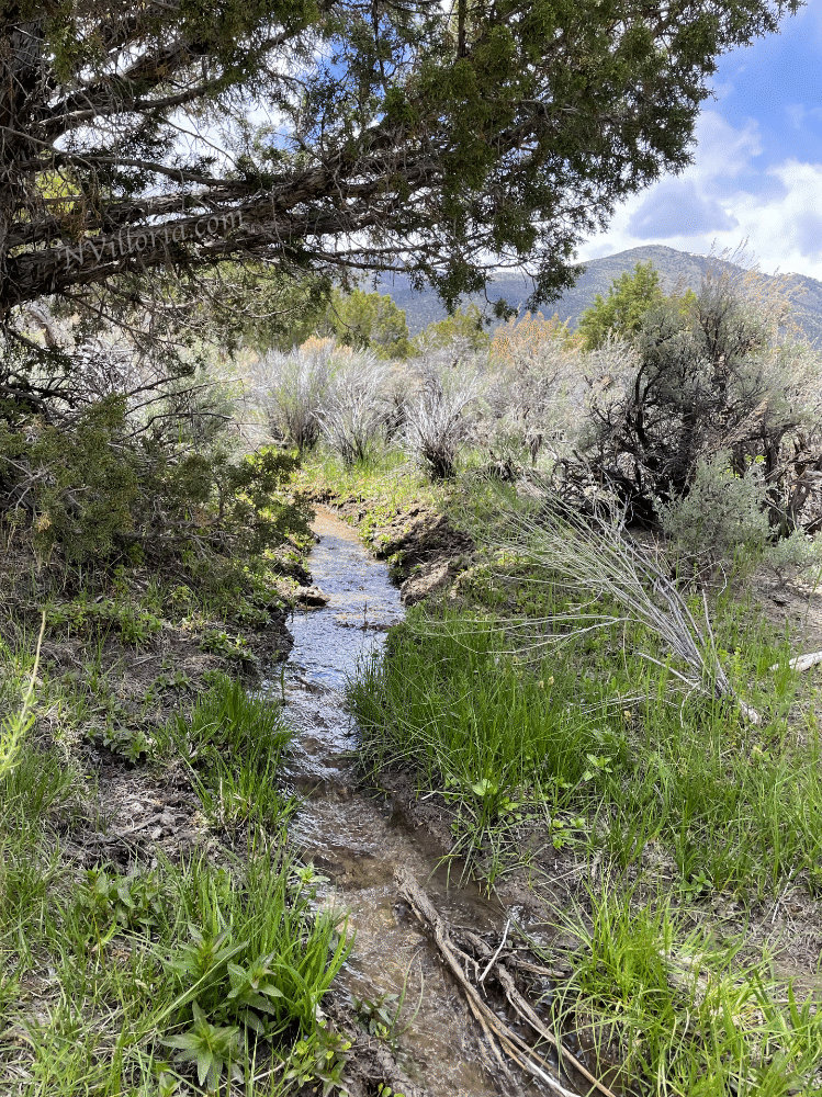 Views at the Ward Charcoal Ovens State Historic Park in Nevada - via NVilloria.com