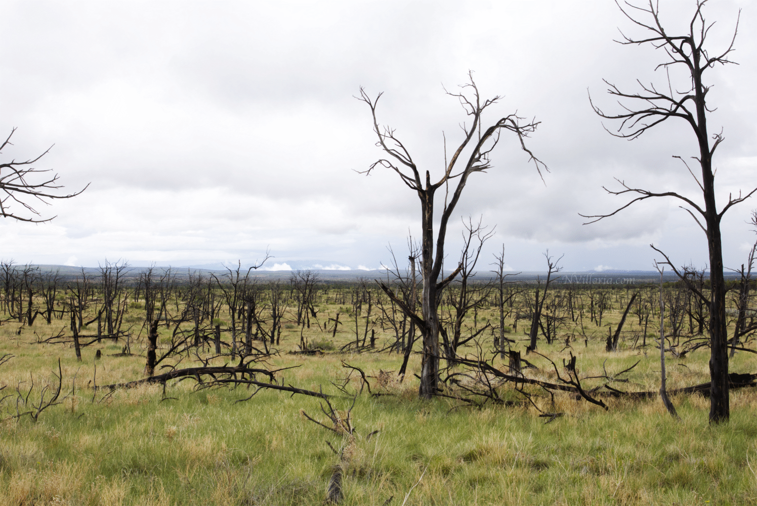 Wetherill Mesa at Mesa Verde National Park via NVilloria.com