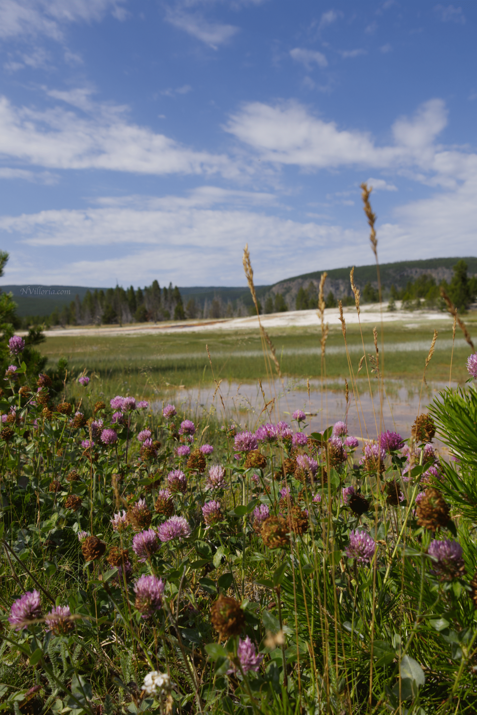 landscape views with purple wildflowers at Yellowstone National Park - via NVilloria.com