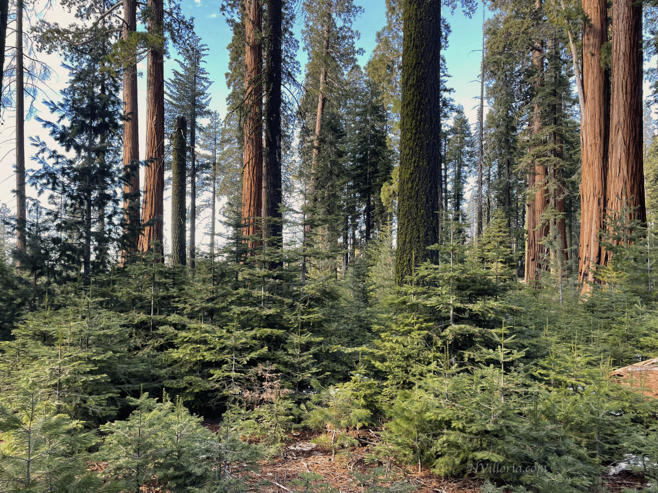 views from the forest at Sequoia National Park via NVilloria.com
