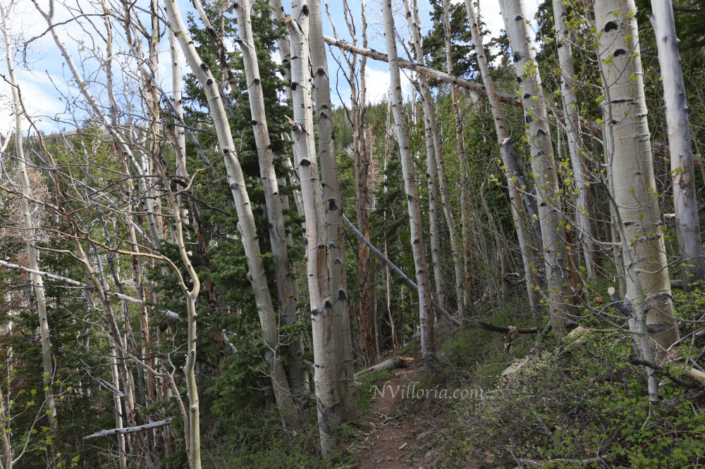 Views from a hiking trail at Great Basin National Park from NVilloria.com