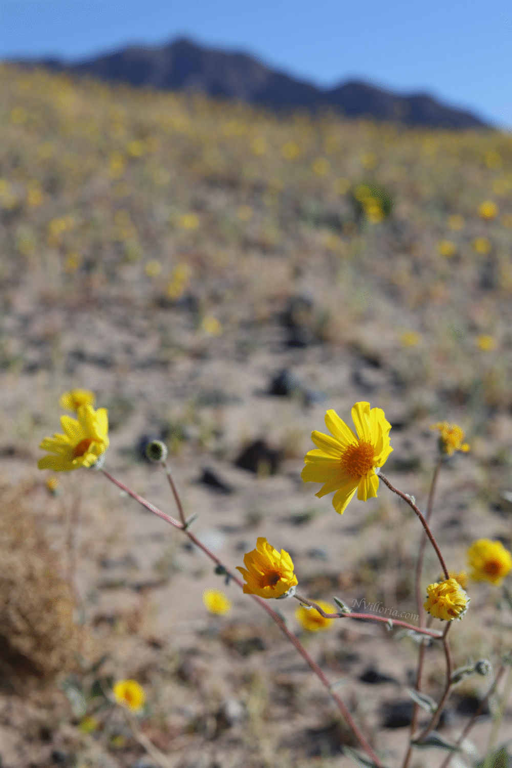Wildflowers during the 2026 Death Valley superbloom - via NVilloria.com