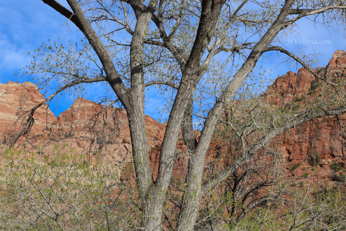 views from Zion National Park - via NVilloria.com