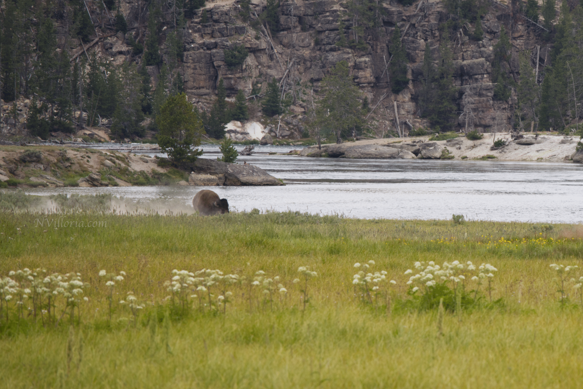 bison in a field in Yellowstone National Park - via NVilloria.com