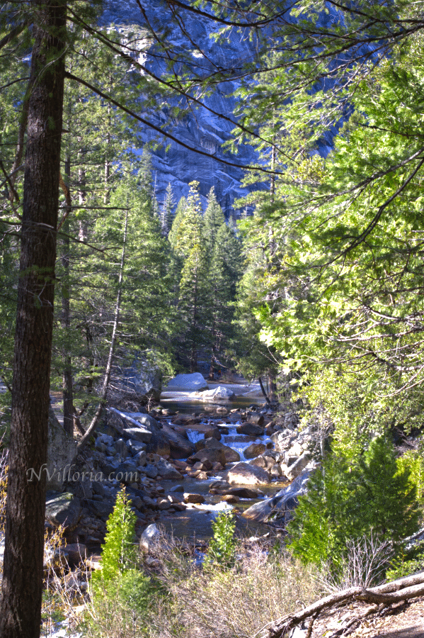 A river nestled in between trees in a forest at Yosemite National Park. Blog photo from NVilloria.com