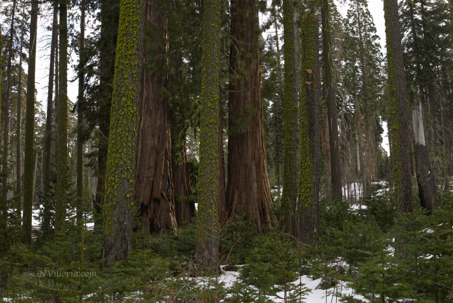 views from the forest at Sequoia National Park via NVilloria.com