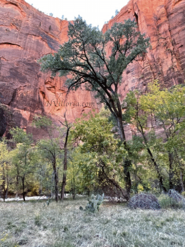 Zion National Park via travel blogger NVilloria.com