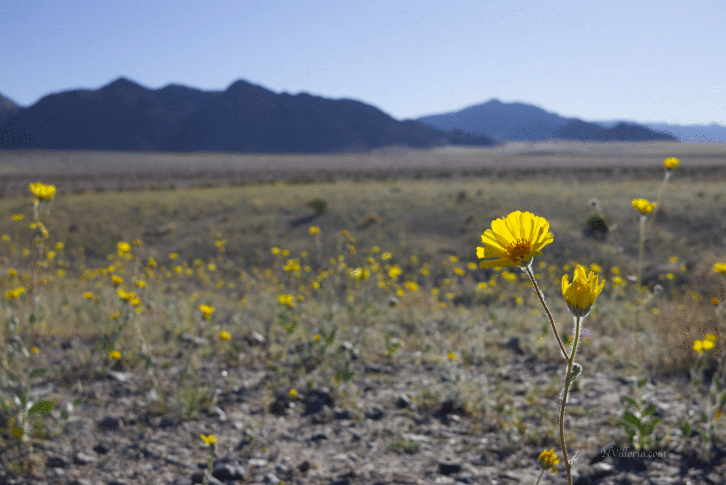 Wildflowers during the 2026 Death Valley superbloom - via NVilloria.com
