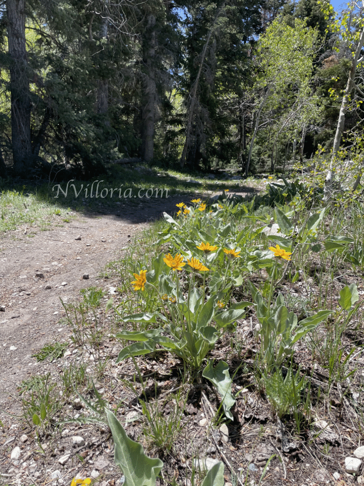 Views from a hiking trail at Great Basin National Park from NVilloria.com