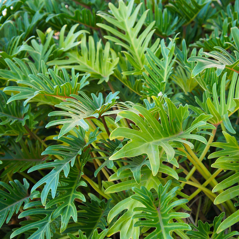 Split Leaf Philodendron