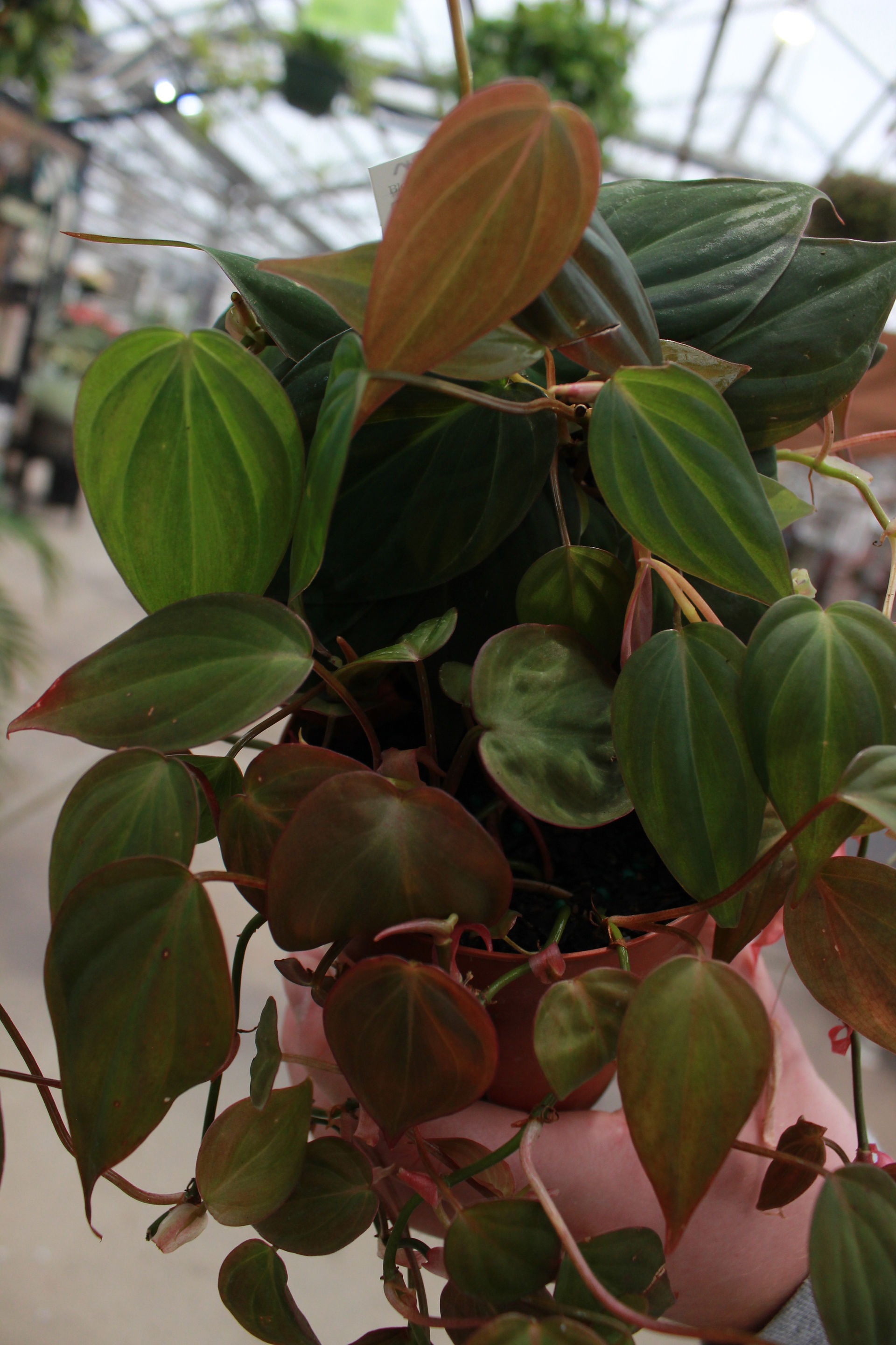Philodendron Micans