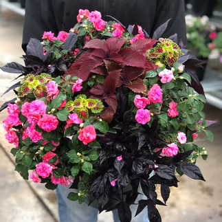 container garden, patio pot, shade