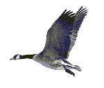 animated-goose.gif