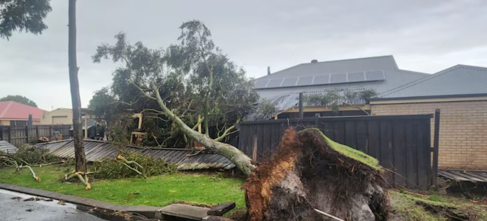 Brisbane house crushed by tree