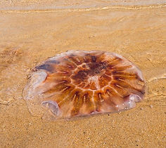 Lion’s Mane Jellyfish (Cyanea capillata) dogs zandvoort