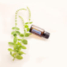 Extraction methods for essential oils