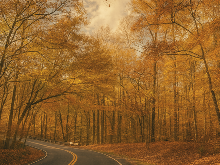 A winding asphalt road curves through a dense forest in autumn, with golden and russet leaves arching overhead in Prince William Forest Park, Virginia, creating a tunnel of color beneath a blue sky.