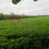 Thumbnail: Tanah Sawah Dekat Perum BTN, RSUD Kertosono, Jalan Lebar 5 Meter