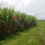 Thumbnail: Tanah Sawah Dekat Perum BTN, RSUD Kertosono, Jalan Lebar 5 Meter