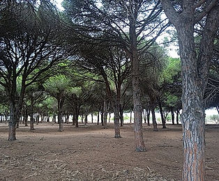 Pinar_Caslanco.jpg