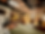 Gallonero new2.png