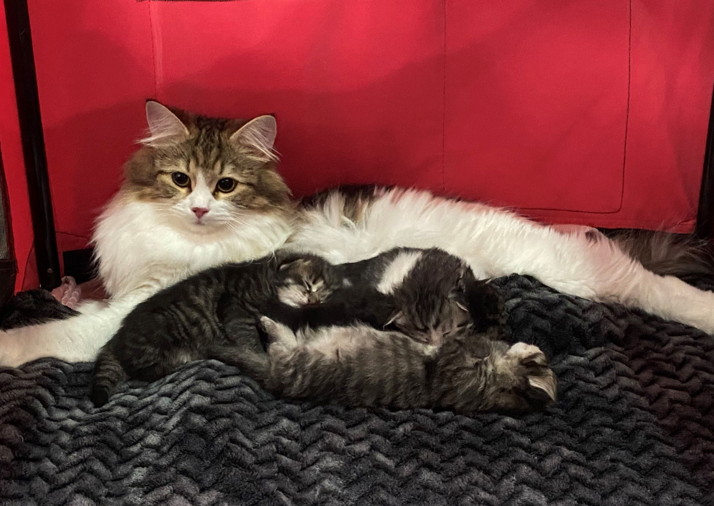 Reserved Litter born 25th of April 2024 (Leesha)