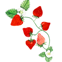Erbeeren bouqet