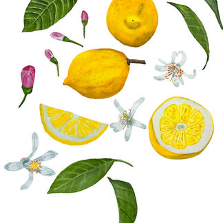 Watercolor Lemon
