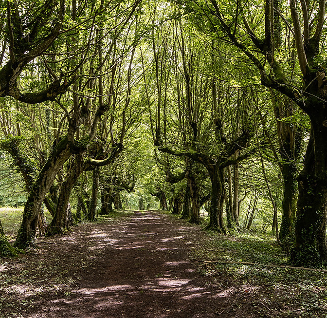 Path through an avenue of ancient trees at Château de Montsymond