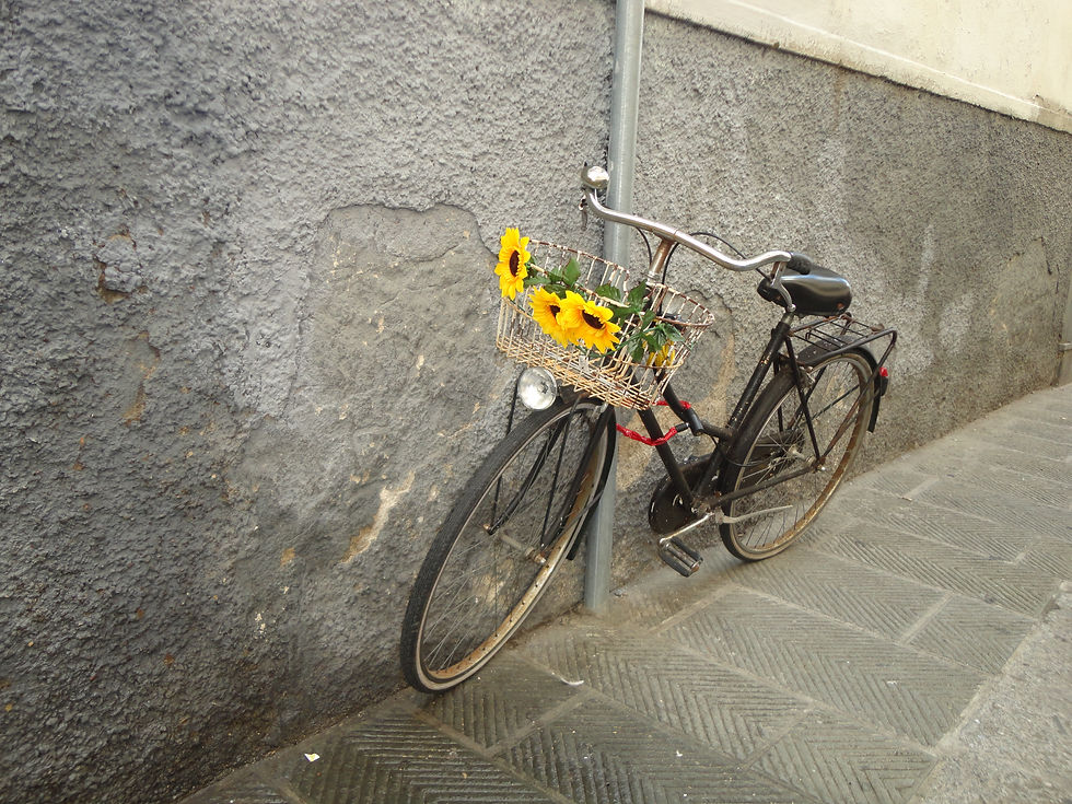 Daisies on a Bicycle