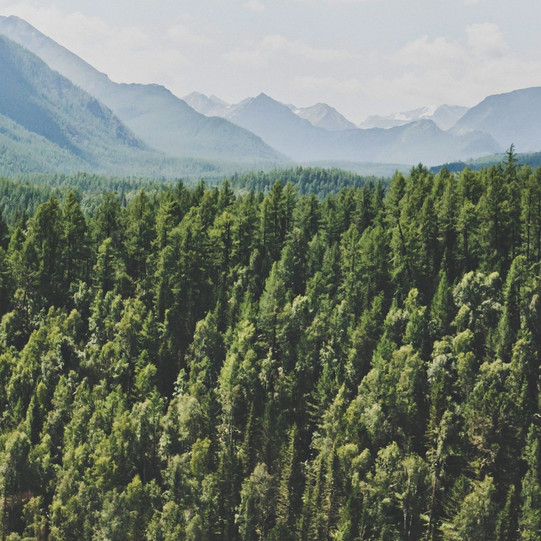 You don't know what a forest is