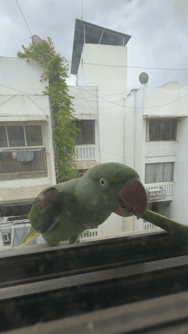 Green parrot perched on a window rail with urban buildings in the background. The sky is cloudy, and the mood is curious.