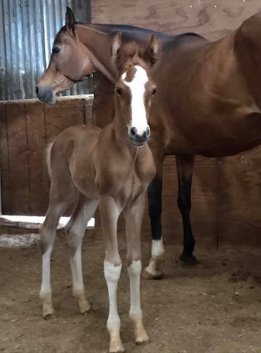 2021 foal.jpg