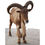 Thumbnail: Front view of a billy goat against a white background
