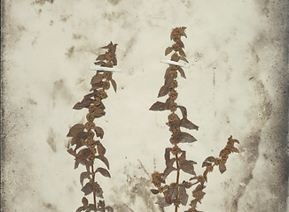 NMNH-02816329.jpg