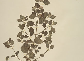 NMNH-02816172.jpg