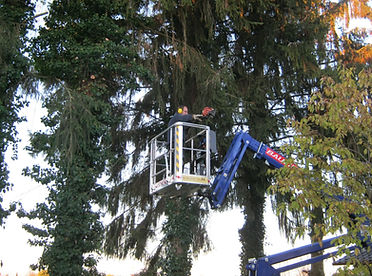 baumf%20schumm%20(12)_edited.jpg